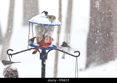 Vögel auf ein Futterhäuschen für Vögel im Schnee.  Kardinal und andere Stockfoto