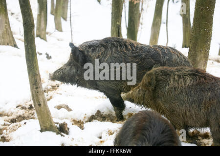 Wildschweine auf der Suche nach Nahrung mit ihren Schnauzen im Schlamm bedeckt mit Schnee im Wald. Stockfoto