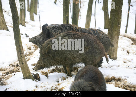 Wildschweine auf der Suche nach Nahrung mit ihren Schnauzen im Schlamm bedeckt mit Schnee im Wald. Stockfoto