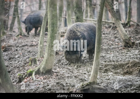 Zwei Wildschweine auf der Suche nach Nahrung in den Schlamm mit ihren Schnauzen im Wald. Stockfoto