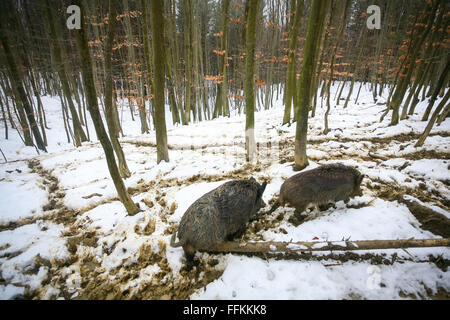 Zwei Wildschweine im Schlamm bedeckt mit Schnee im Wald wandern. Stockfoto