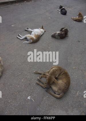 Bangalore, Karntaka, Indien. 17. Februar 2013. Hunde schlafen © David H. Wells/ZUMA Draht/Alamy Live News Stockfoto