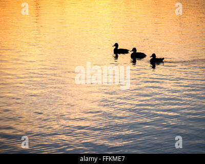 Entenfamilie - Sonnenuntergang See Spiegelung Stockfoto