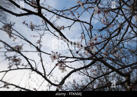 Detail der wilden Lot Kirschblüten blühen im Februar Beginn der Frühling Gegenlicht durch Sonnenschein Sonne Stockfoto