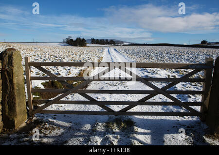 Eine fünf bar Tor im oberen Teesdale im County Durham, England. Das Tor hält ein Acker geschlossen. Stockfoto