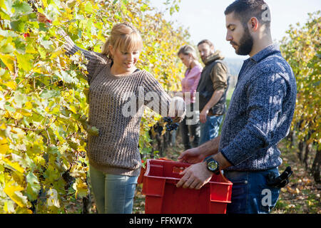 Paar, die Ernte der Trauben im Weinberg Stockfoto