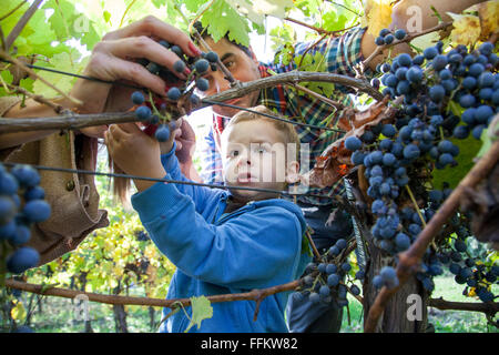 Vater und Sohn, die Ernte der Trauben im Weinberg Stockfoto