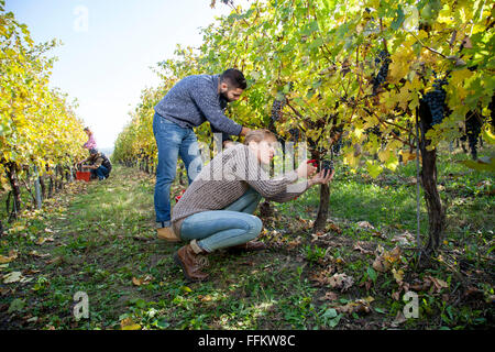 Paar, die Ernte der Trauben im Weinberg Stockfoto