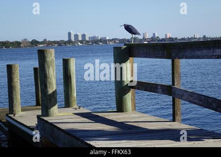 Little Blue Heron ruht auf einem Dock in Halifax River, Casson Park, Ormond Beach, Florida Stockfoto