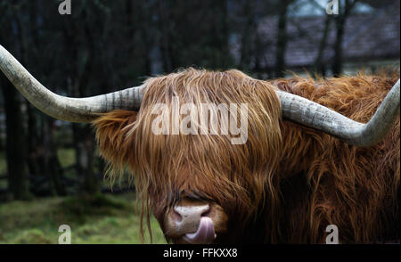 Highland-Kuh, die Zunge heraus Stockfoto