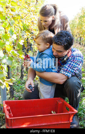 Familie, die Ernte der Trauben im Weinberg Stockfoto