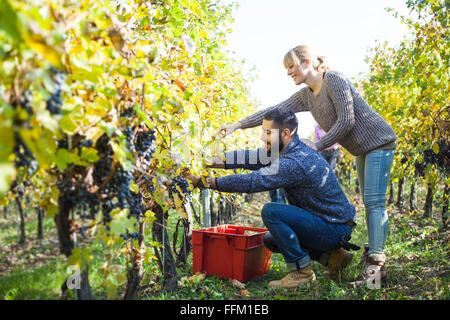 Paar, die Ernte der Trauben im Weinberg Stockfoto