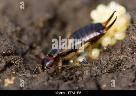 Gemeinsamen Ohrwurm (Forficula Auricularia) mit Eiern. Ein weibliches Insekt in der Familie Forficulidae mit einem Nest mit Eiern Stockfoto