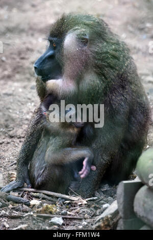 Drill (Mandrillus Leucophaeus) mit baby Stockfoto