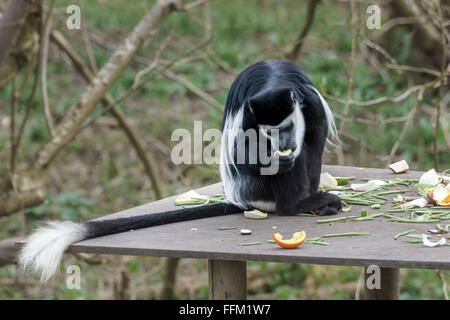 Black And White Colobus (Colubus) Stockfoto