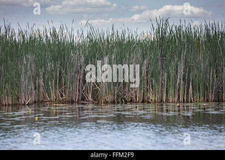 Schilf in einem See. Stockfoto