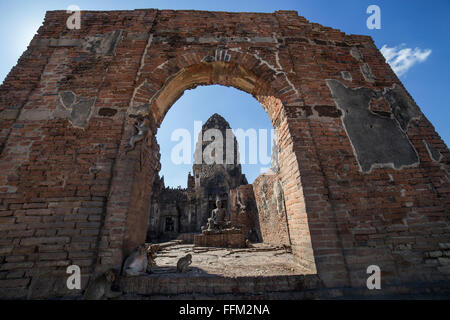 Affen im Khmer-Tempel-Ruinen Stockfoto