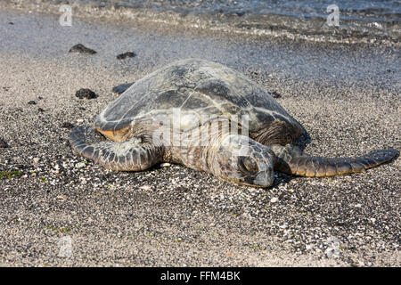 Hawaiianische Grüne Meeresschildkröte sonnen sich am Strand, Big Island, Hawaii Stockfoto