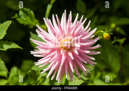Dahlie "Bommel" Stockfoto