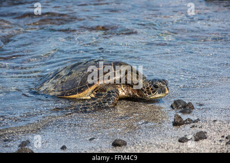 Hawaiianische Grüne Meeresschildkröte sonnen sich am Strand, Big Island, Hawaii Stockfoto