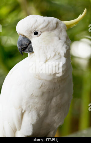 Schwefel-Crested Cockatoo Palm Beach New South Wales Australien Stockfoto