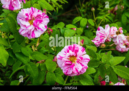 Rosa wilde Rosen Busch hautnah Stockfoto