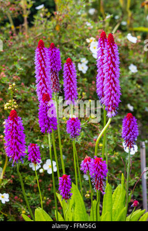 Violetten Blüten von Primula Vialii im Garten Stockfoto