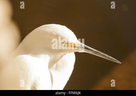 Snowy Reiher, Egretta unaufger, Vogel Futter in einem Sumpf in Huntington Beach, Kalifornien, Vereinigte Staaten Stockfoto