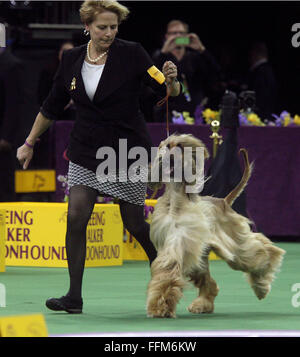 New York, USA. 15. Februar 2016. Total Pahlavi Itz nicht mein erster Rodeo, ein Afghanischer Windhund während der Hound Gruppe Wettbewerb auf die Westminster Dog Show im Madison Square Garden, Montag, 15. Februar 2016. Bildnachweis: Adam Stoltman/Alamy Live-Nachrichten Stockfoto