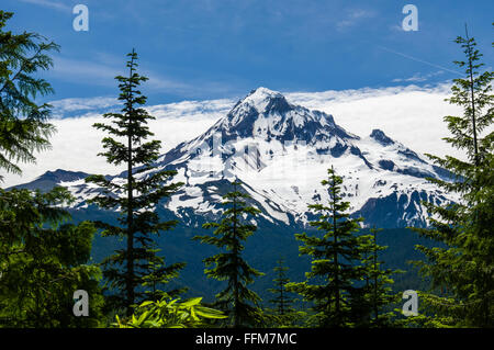 Blick auf Schnee bedeckt Mt. Hood mit Bäumen im Vordergrund.  Mt. Hood National Forest, Oregon Stockfoto