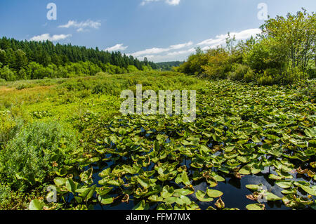 Teichrosen Polysepala oder gelbe Teich-Lilie in einem Moor in der Nähe von Mount St. Helens Visitor Center.  Castle Rock, Washington Stockfoto