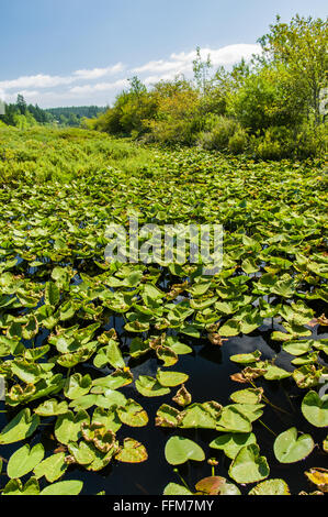 Teichrosen Polysepala oder gelbe Teich-Lilie in einem Moor in der Nähe von Mount St. Helens Visitor Center.  Castle Rock, Washington Stockfoto