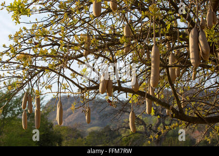 Wurst-Baum Silhouette (Kigelia Africana) Closeup Obst / Samenkapseln in den Baum hängen Stockfoto