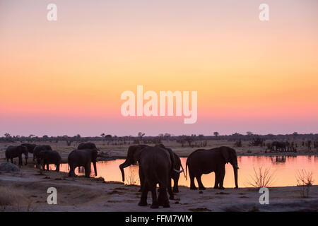Elefanten in einer Pfanne mit ein stimmungsvoller Sonnenuntergang Himmel spiegelt sich im Wasser Stockfoto