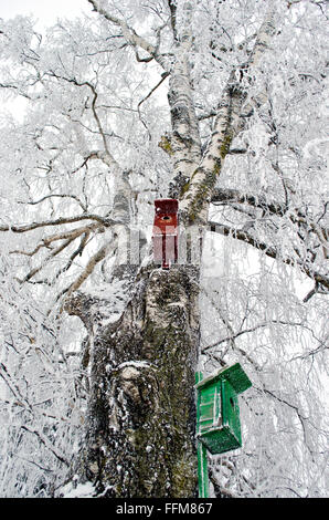 Zwei Nistkästen auf mattierte alten Birke im winter Stockfoto