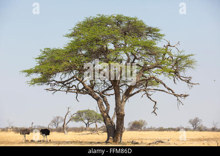 Männliche und weibliche Strauß stehen über eine Herde von Küken im Schatten unter einem Baum Camelthorn (Acacia Erioloba) Stockfoto