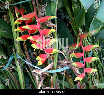 Heliconia Rostrata, hängende Hummergreifer, krautige Staude mit Banane wie Blätter, rote und gelbe Blüten hängen Stockfoto