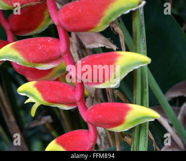 Heliconia Rostrata, hängende Hummergreifer, krautige Staude mit Banane wie Blätter, rote und gelbe Blüten hängen Stockfoto