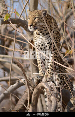 Weibliche Leopard (panthera pardus) stehen in treelooking für Lebensmittel im Moremi National Park (khwai Gebiet), Botswana. Stockfoto