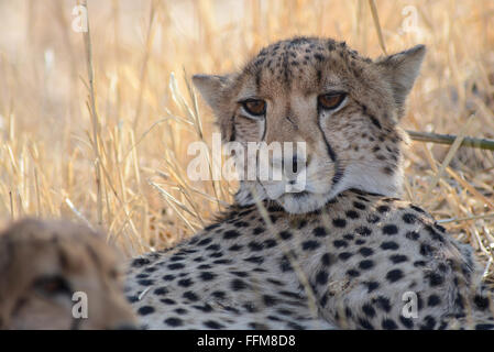 Zwei Geparden (Acinonyx jubatus) Brüder ruht in der nachmittäglichen Sonne im Moremi National Park (Schwarz Swimmingpools), Botswana Stockfoto