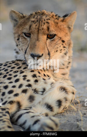 Porträt einer männlichen Geparden (Acinonyx jubatus) im Moremi National Park (xini Lagune), Botswana Stockfoto