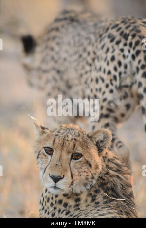 Zwei junge Geparden (Acinonyx jubatur) Brüder im Moremi National Park (Schwarz Swimmingpools), Botswana Stockfoto