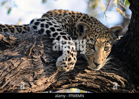 Porträt einer männlichen Geparden (Acinonyx jubatus) im schönen Nachmittag Sonnenlicht im Moremi National Park (xini Lagune) Botswana. Stockfoto