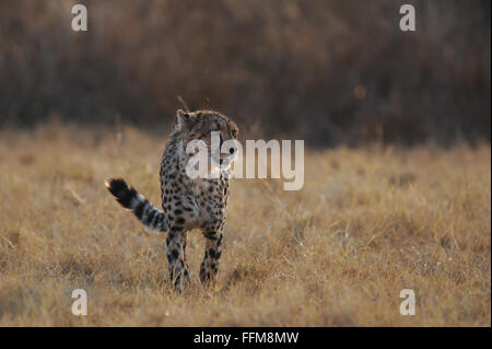 Junge männliche Geparden (acinoyx jubatus) am Nachmittag, Sonnenlicht im Moremi Natonal Park, Botswana Stockfoto