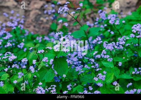 Gruppe von blauen "Vergissmeinnicht" Blumen auf grünen Blättern Hintergrund Stockfoto
