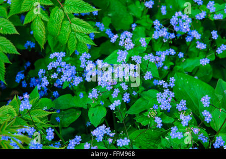 Gruppe von blauen "Vergissmeinnicht" Blumen auf grünen Blättern Hintergrund Stockfoto