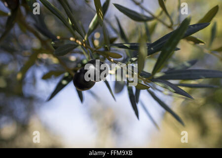 Stimmungsvolle Bild von einem Olivenbaum mit schwarzen Oliven von den Ästen hängen inmitten tiefstehende Sonne zeigt bokeh Stockfoto