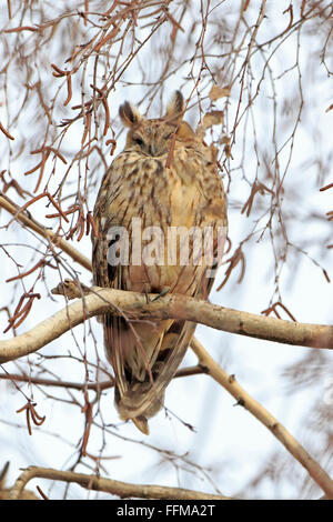 Lange Eared Owl thront in einem Baum in Bulgarien Stockfoto