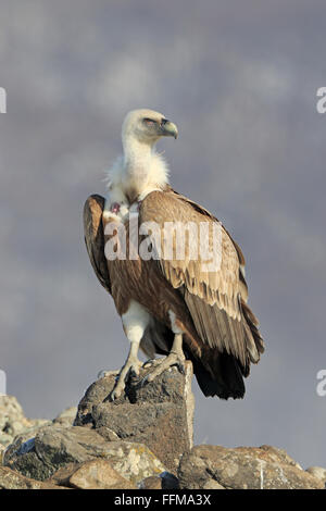 Eurasische Gänsegeier thront auf einem Felsen in Bulgarien Stockfoto