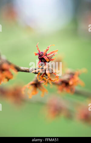 Hamamelis x Intermedia Diane. Hexe Hazel 'Diane' blüht im Winter. UK Stockfoto